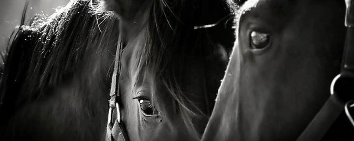Закрытие фотовыставки Леси Чикарюк и лекция о лошадях